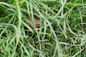 View More: http://clickphotography.pass.us/nicole